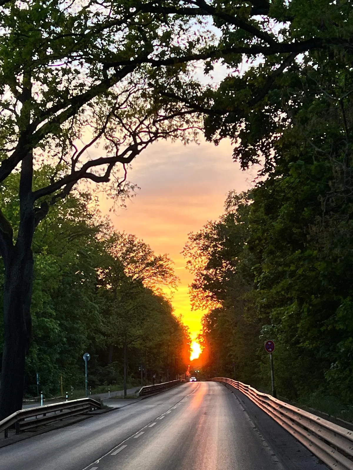 A tree-lined road running west into the sun, the sky orange at the vanishing point.